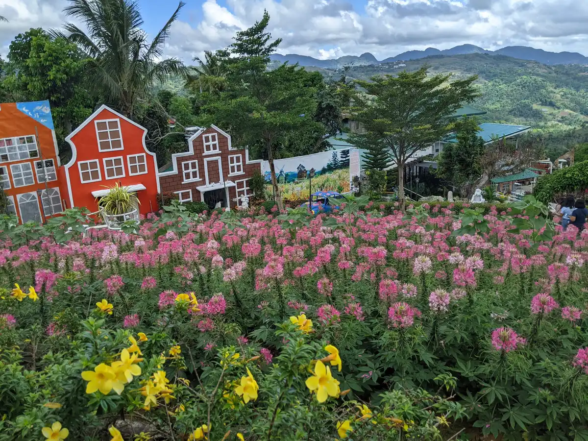 Photo: Maria Glenda Perico / CC BY-SA 4.0, via Wikimedia Commons Rows of bright celosia flowers at Sirao Garden in the Cebu City highlands